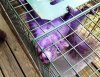 purple squirrel.jpg