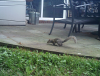 PatioSquirrel.png