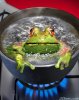 boiling-frogs-sheeple.jpg