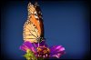 monarch 3.jpg