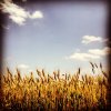 wheat2-copy.jpg