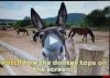 donkey tap.jpg