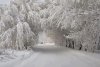 snowy_trees.jpg