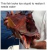 animal-this-fish-looks-too-stupid-realize-needs-water.jpeg