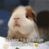 guinea-pig-chewing.gif