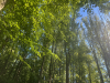 Trees2026.png