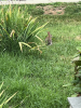 BunnyRabbit.png