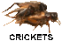 :crickets: